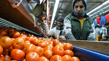 Narenciyenin sağlığa faydası kadar ülke ekonomisine katkısı da oldu
