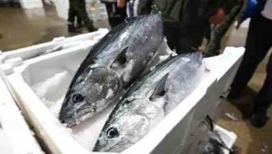 Kilosu 700 liradan satılıyor. Bu yıl tezgahlara geç geldi