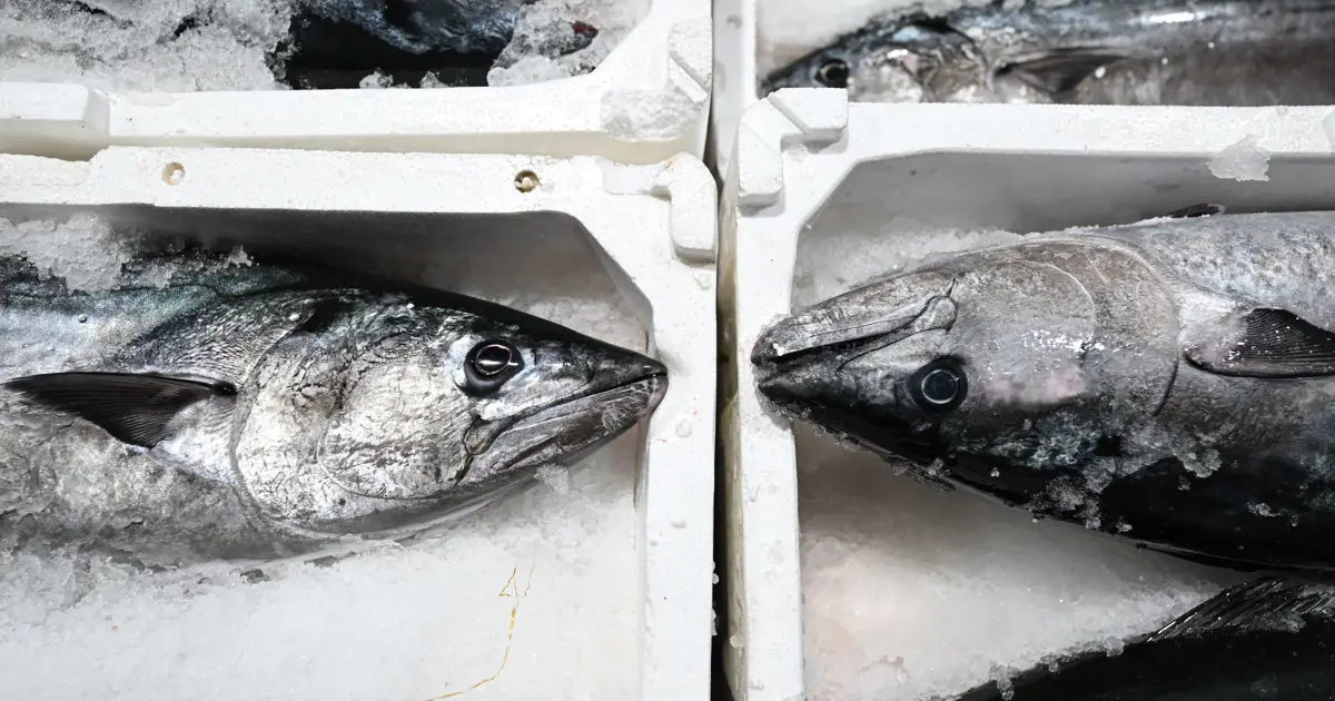 40 yıl sonra geri döndü. Fiyatı 3 bin 500 lira. Torik akını yaşanıyor