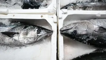 40 yıl sonra geri döndü. Fiyatı 3 bin 500 lira. Torik akını yaşanıyor