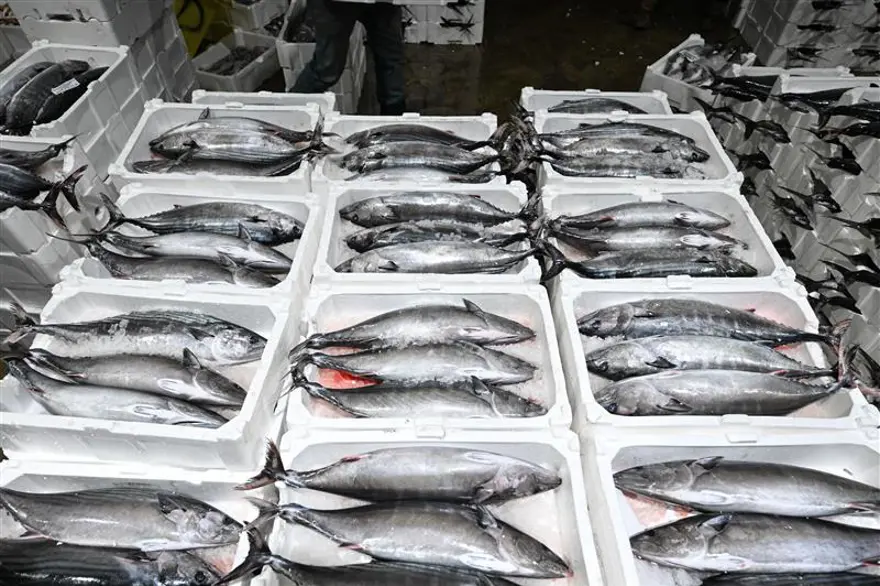 Kilosu 700 liradan satılıyor. Bu yıl tezgahlara geç geldi 3