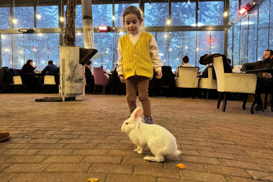 Kedinin ağzından kurtarılan "Tombiş" kafenin maskotu oldu Kedinin ağzından kurtarılan "Tombiş" kafenin maskotu oldu
