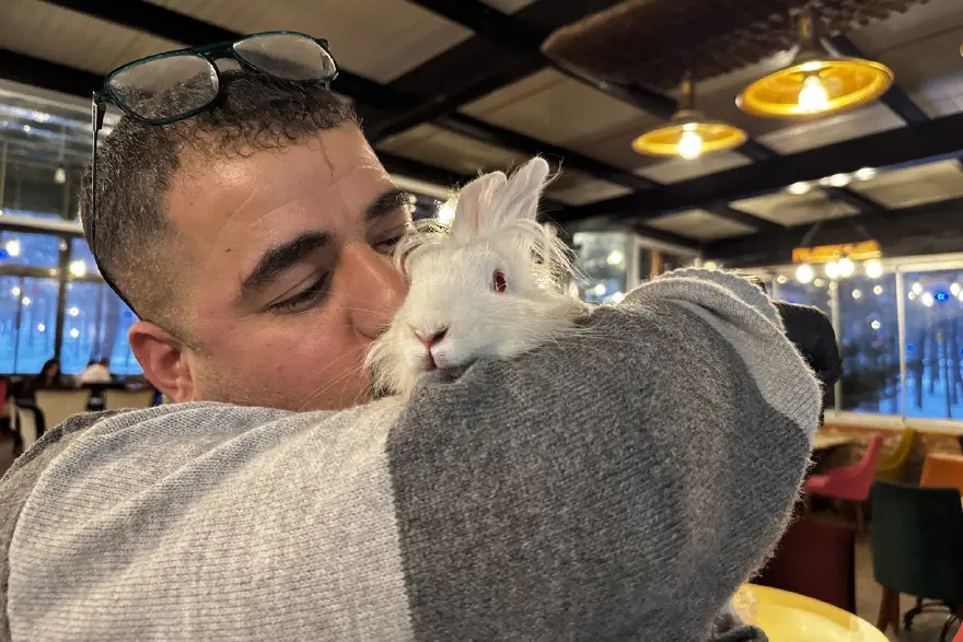 Kedinin ağzından kurtarılan "Tombiş" kafenin maskotu oldu 1 Kedinin ağzından kurtarılan "Tombiş" kafenin maskotu oldu 1