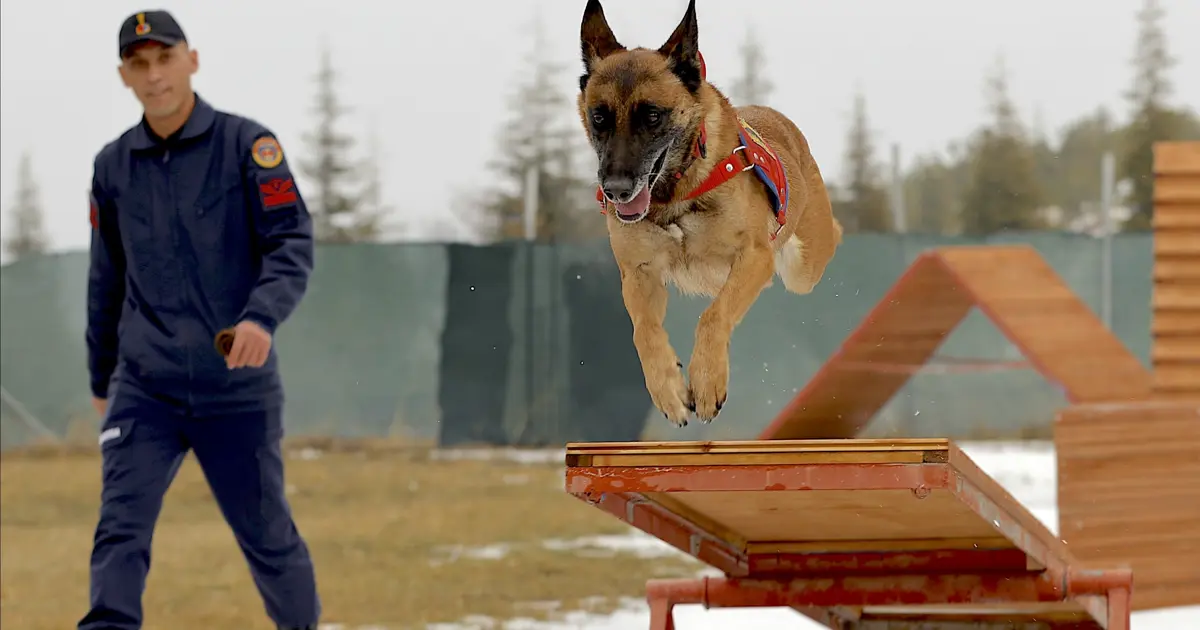 Kadavra köpeği Sima doğal afetlerde çalışmalara ışık tutuyor. Her gün antremanları bulunuyor