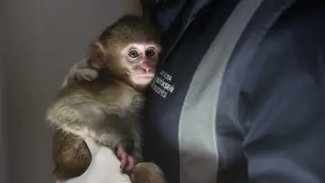 Uyuşturucu tacirlerinin elinden kurtarıldı. "Portakal" emin ellerde