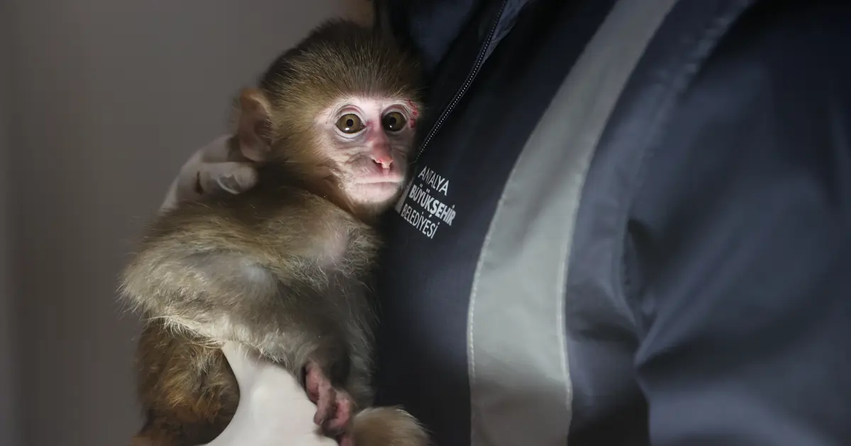 Uyuşturucu tacirlerinin elinden kurtarıldı. "Portakal" emin ellerde