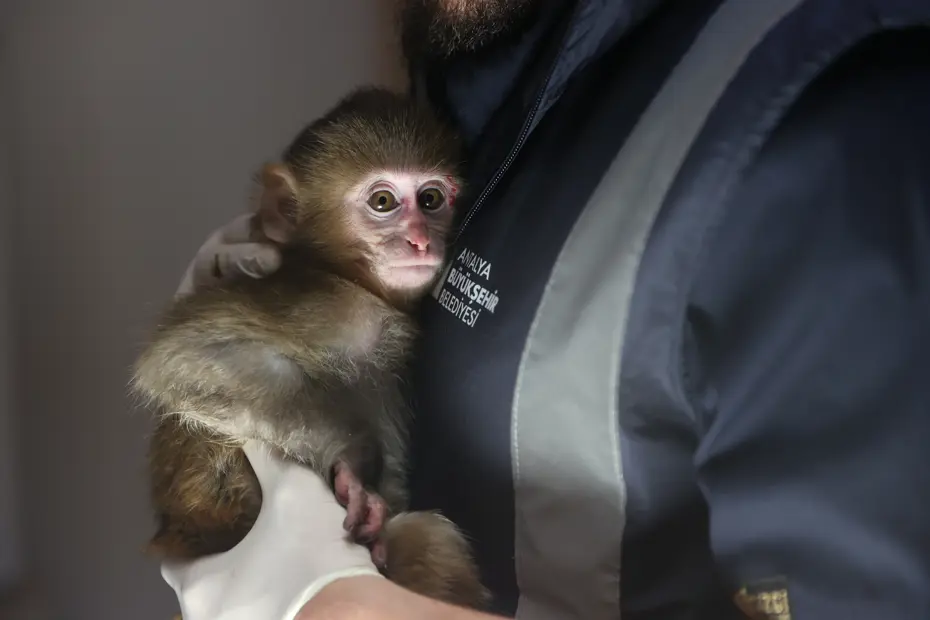 Uyuşturucu tacirlerinin elinden kurtarıldı. 