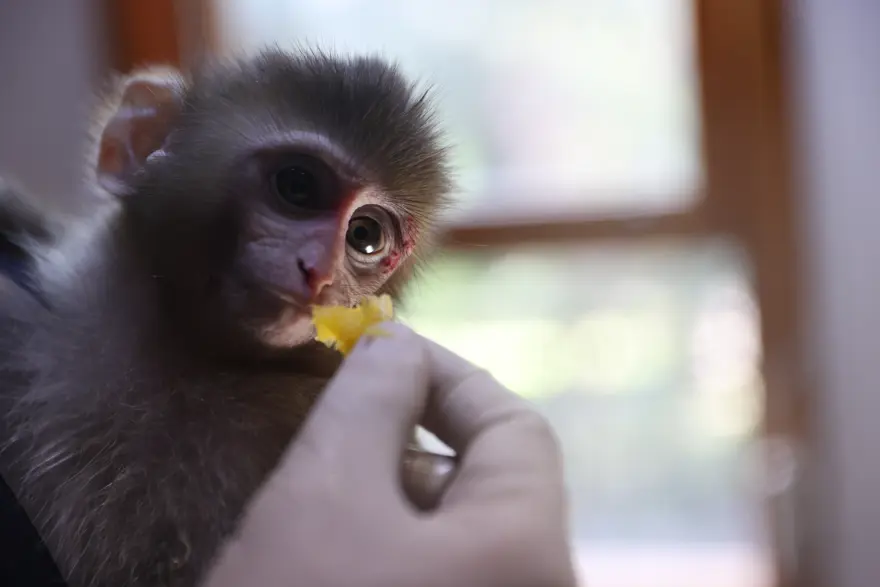Uyuşturucu tacirlerinin elinden kurtarıldı. "Portakal" emin ellerde 2