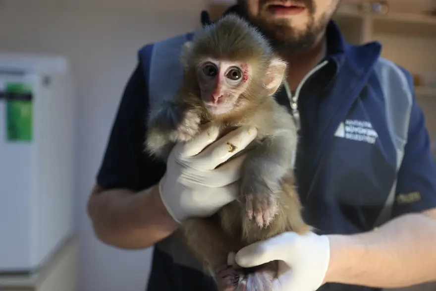 Uyuşturucu tacirlerinin elinden kurtarıldı. "Portakal" emin ellerde 