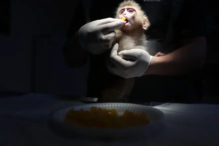 Uyuşturucu tacirlerinin elinden kurtarıldı. "Portakal" emin ellerde 4