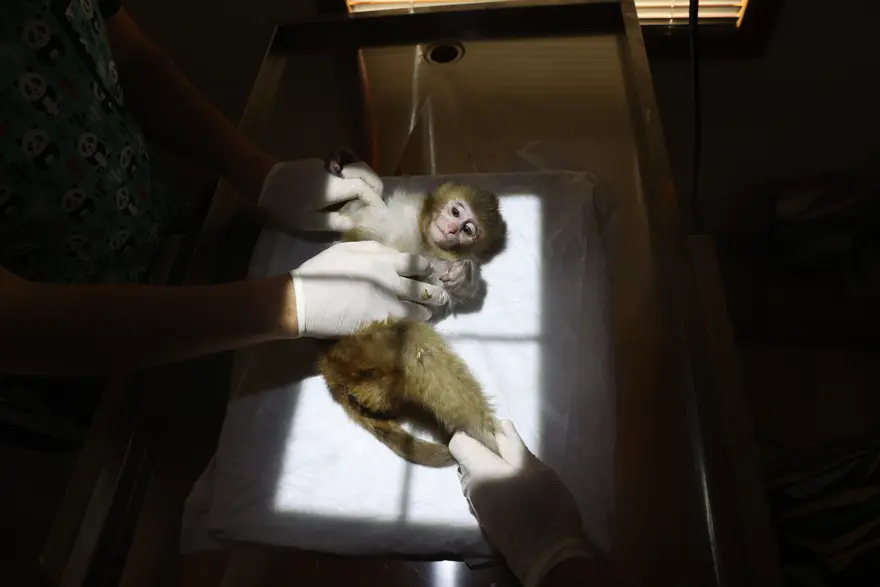 Uyuşturucu tacirlerinin elinden kurtarıldı. "Portakal" emin ellerde 1