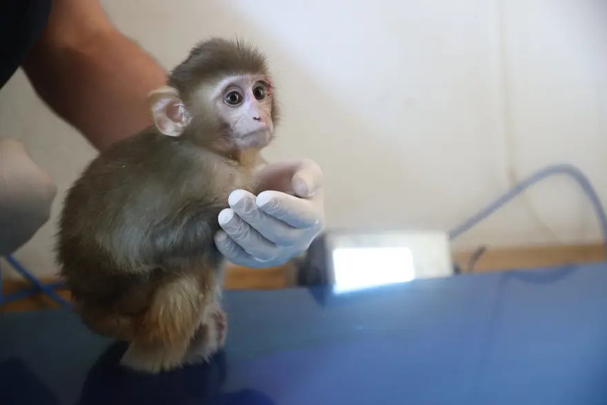 Uyuşturucu tacirlerinin elinden kurtarıldı. "Portakal" emin ellerde 3