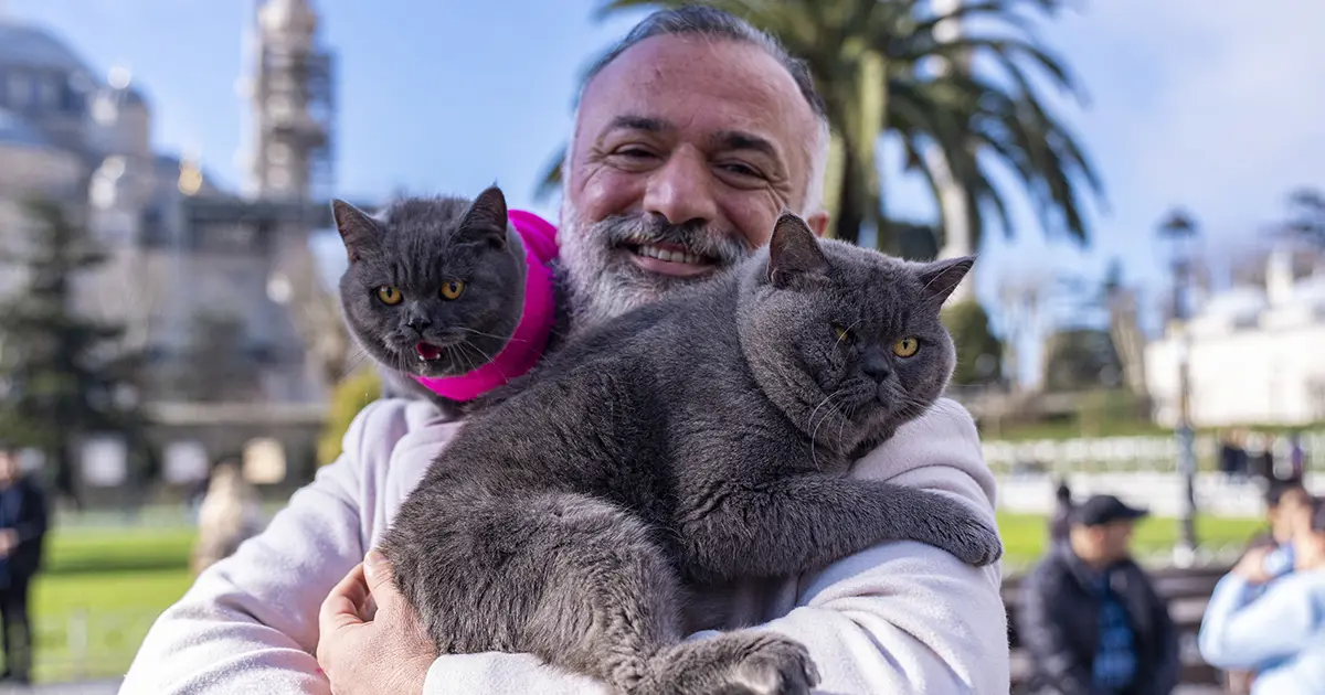 8 kilo kedileri omzunda taşıyor. Gezgin kediler sahibinin omzunda İstanbul'u geziyor