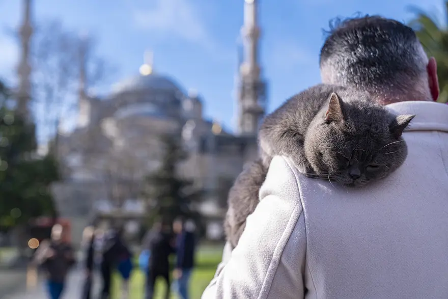 İSTANBUL'UN SEYYAH KEDİSİ 