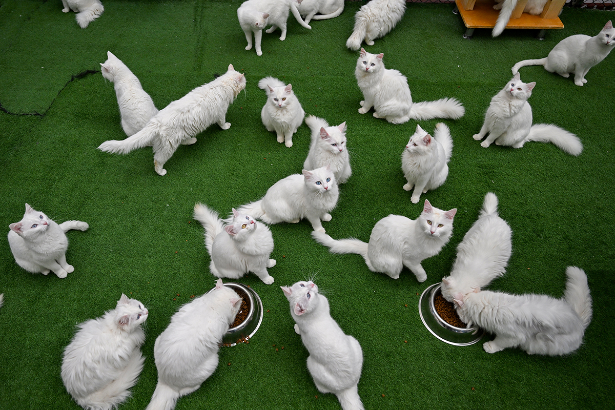 Sevimlilikleriyle kalpleri ısıtıyorlar. Tüylü dostlar Dünya Kedi Günü'nü kutluyor