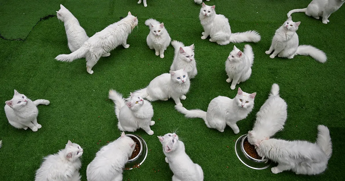 Sevimlilikleriyle kalpleri ısıtıyorlar. Tüylü dostlar Dünya Kedi Günü'nü kutluyor