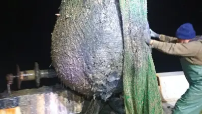 Denizden balık yerine çamur çıktı. Ağlar kullanılamaz halde