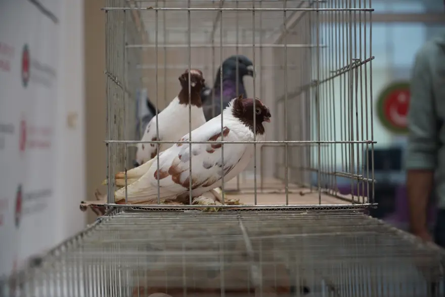 Şüphe üzerine durduruldu, içindeki alpakalar çıktı 1