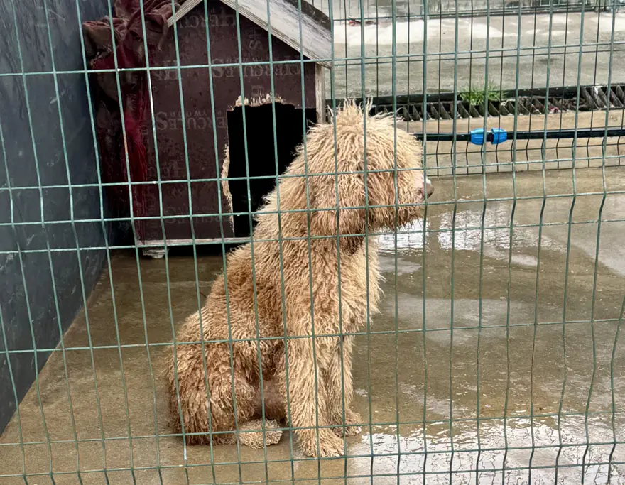 KÖPEKLER KURTARILDI 1