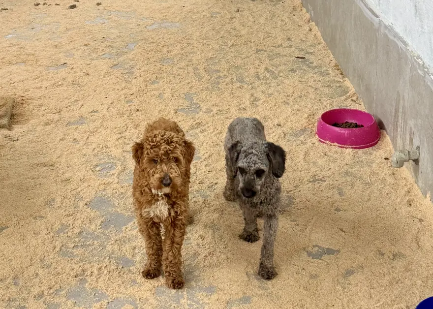 2 MİLYON LİRAYI AŞKIN CEZA KESİLDİ 2