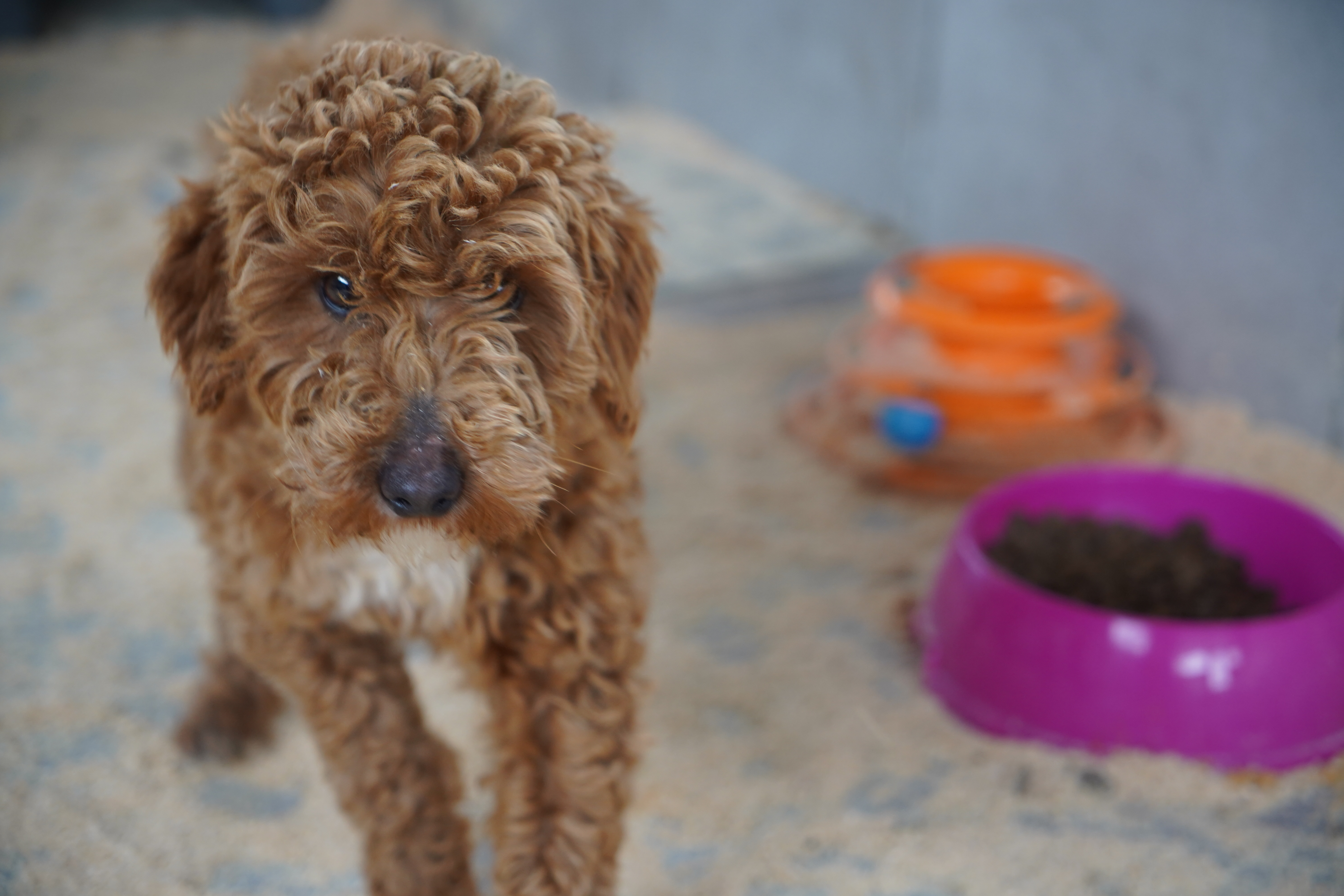 Yasa dışı köpek üretimi yapan şüpheliye 2 milyon lira ceza