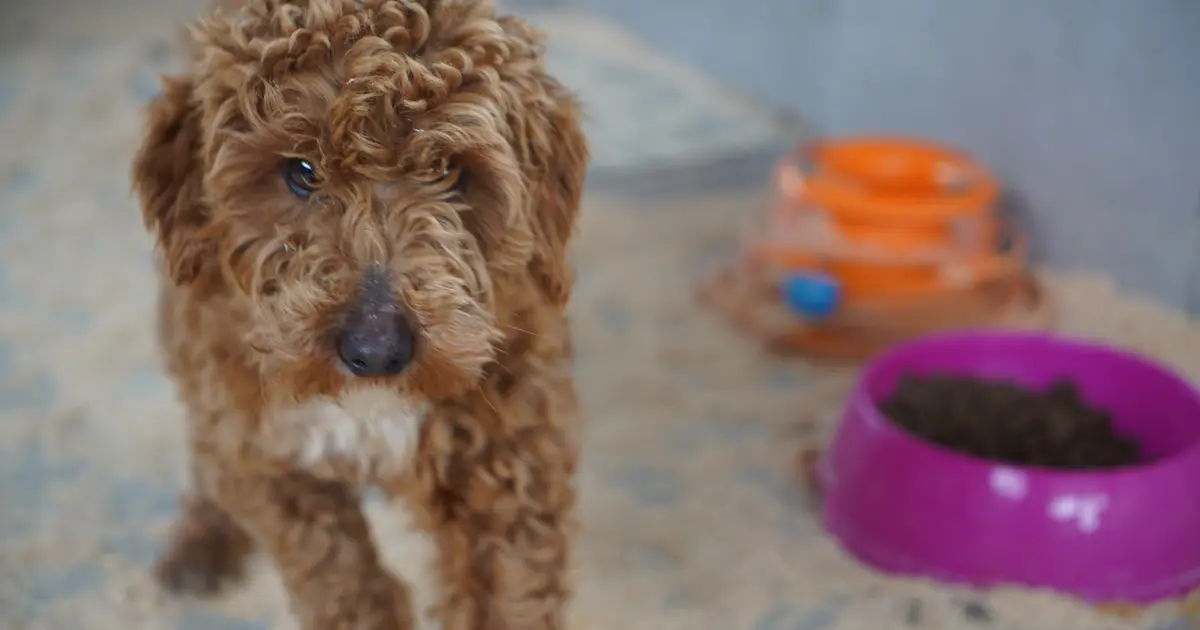 Yasa dışı köpek üretimi yapan şüpheliye 2 milyon lira ceza