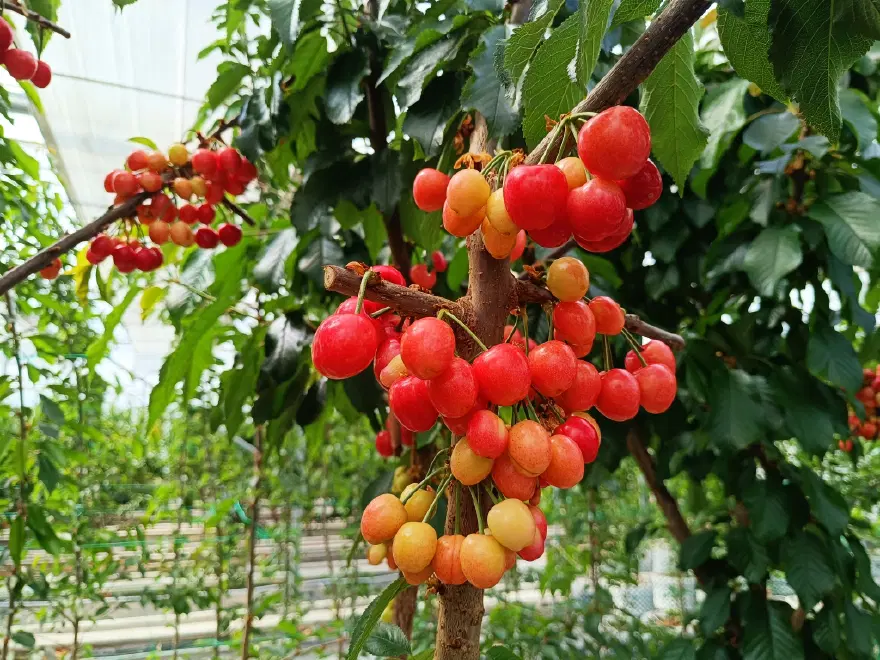 İLK HASATLAR İÇ PİYASAYA SUNULACAK 1 İLK HASATLAR İÇ PİYASAYA SUNULACAK 1