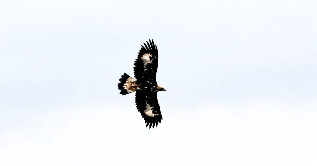 Kurt ve tilki avlayabiliyor! En tehlikeli yırtıcı kamerada: 320 kilometre hıza ulaşıyor