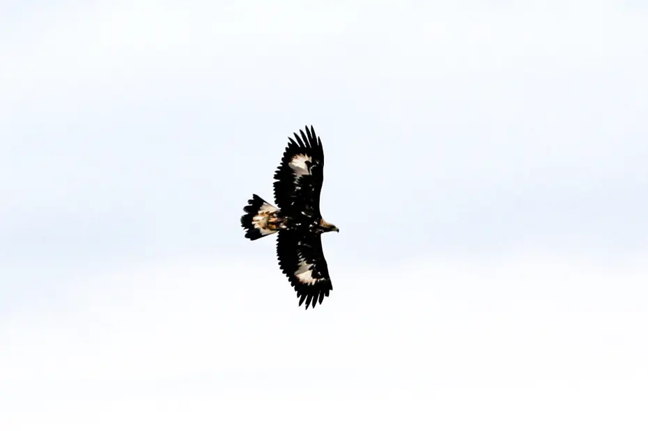 Kurt ve tilki avlayabiliyor! En tehlikeli yırtıcı kamerada: 320 kilometre hıza ulaşıyor