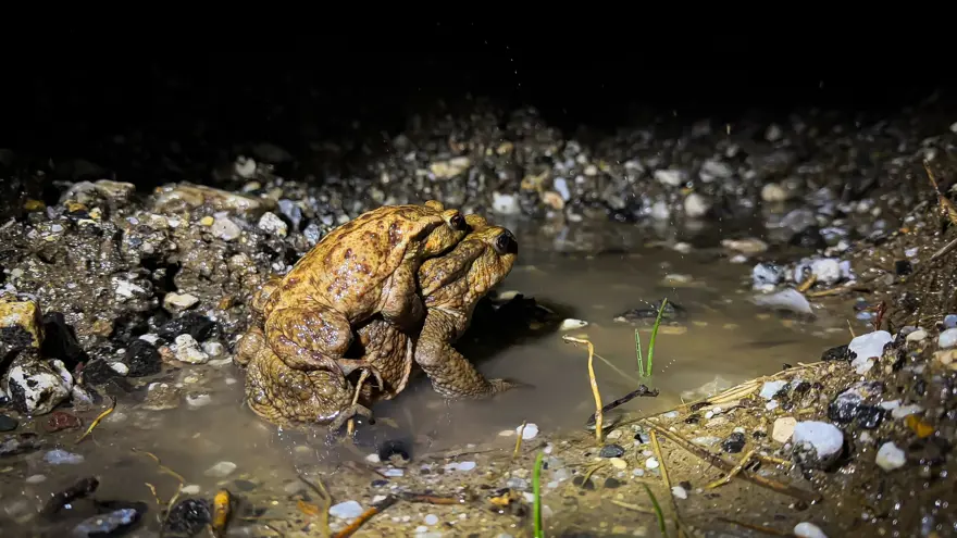 Ormandan gölete 5 binlerce senelik göç başladı 5 Ormandan gölete 5 binlerce senelik göç başladı 5