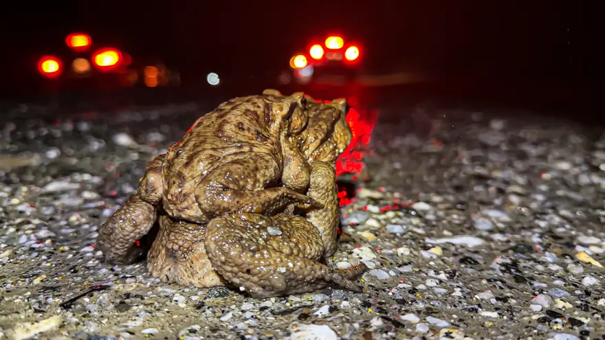 Ormandan gölete 5 binlerce senelik göç başladı 3 Ormandan gölete 5 binlerce senelik göç başladı 3