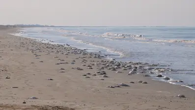 Kıyıları sardı, dokunanın hemen hastaneye gitmesi gerekiyor. Ölüme kadar götürüyor