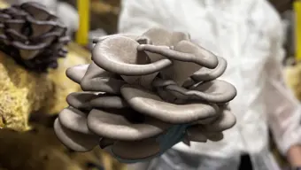 Hobi amaçlı üretime başlamıştı, şimdi siparişlere yetişemiyor