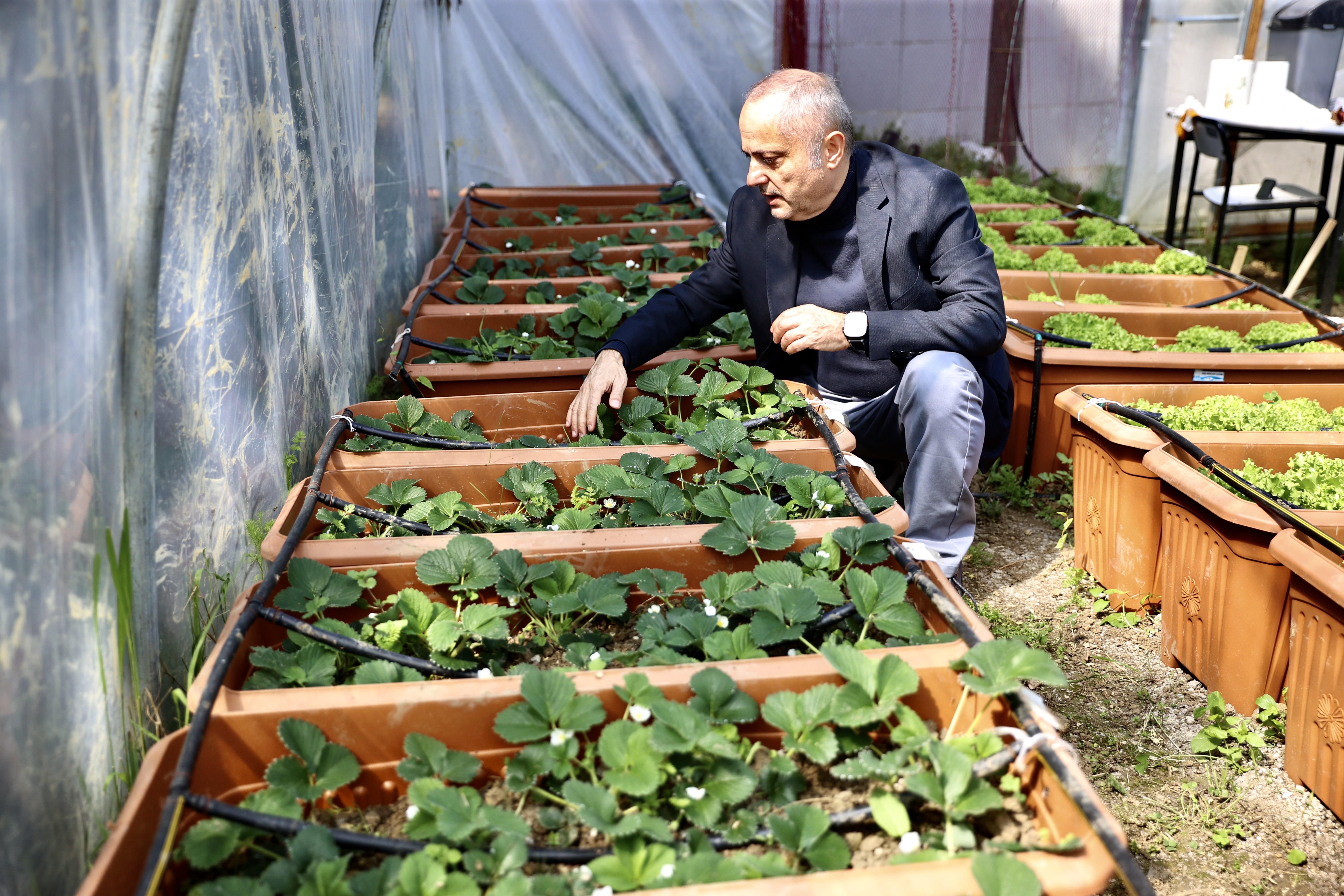 Karadeniz'in yosunlarından elde ediliyor. Fakülte bahçesinde yetiştirildi