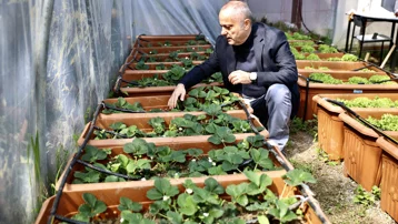 Karadeniz'in yosunlarından elde ediliyor. Fakülte bahçesinde yetiştirildi
