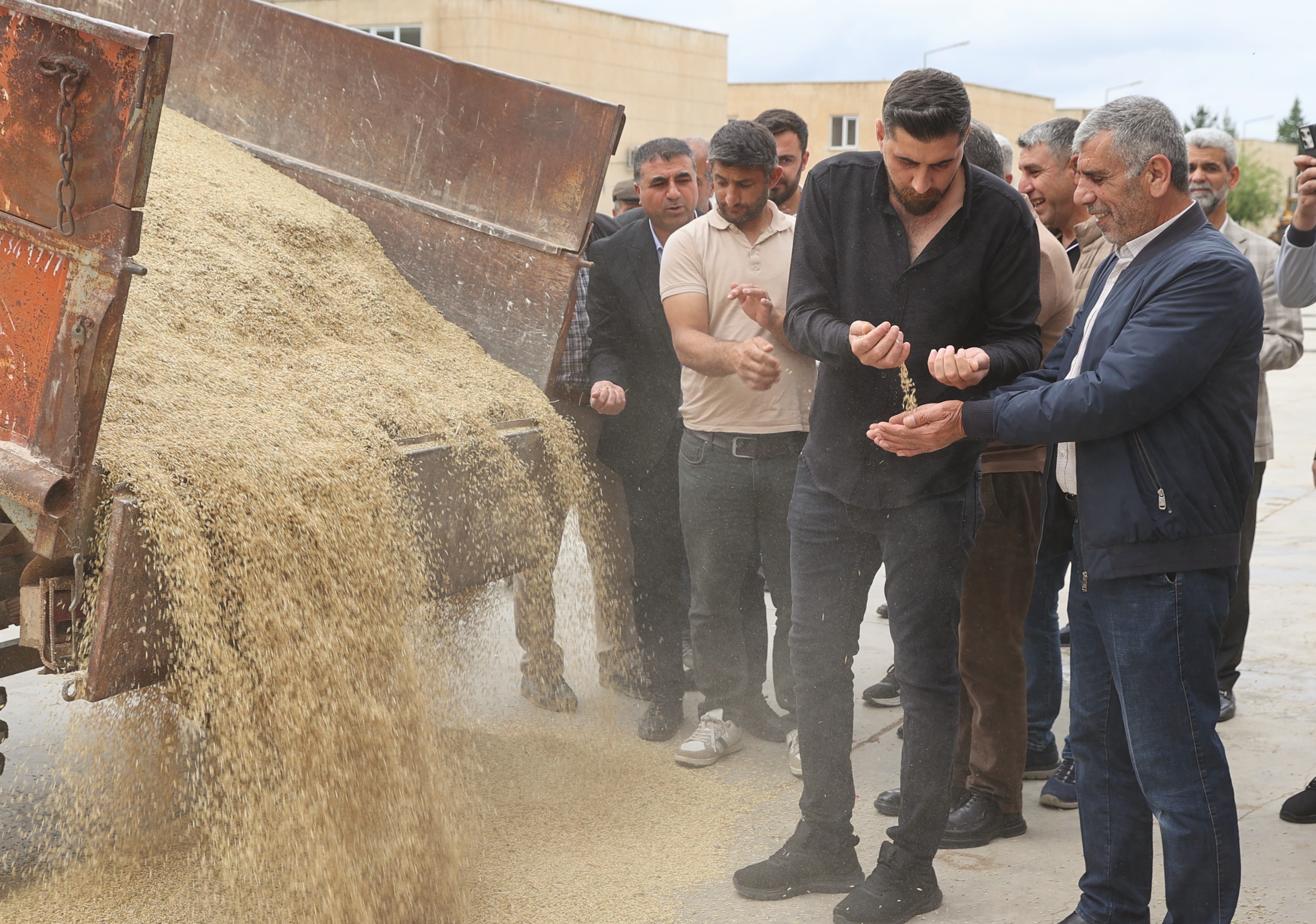 Susuz tarlaya ekildi. 6 dönümden 3 ton verim alındı
