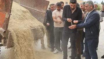 Susuz tarlaya ekildi. 6 dönümden 3 ton verim alındı