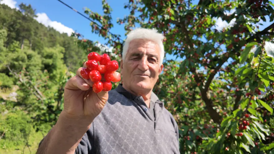 Ailelerin geçim kaynağı oldu. Günlük 50 ton satılıyor Ailelerin geçim kaynağı oldu. Günlük 50 ton satılıyor
