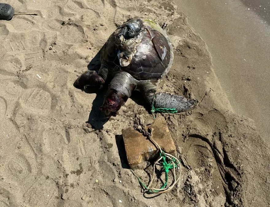 Bir haftada ikinci olay. Parke taşı bağlanan deniz kaplumbağası ölü bulundu 1