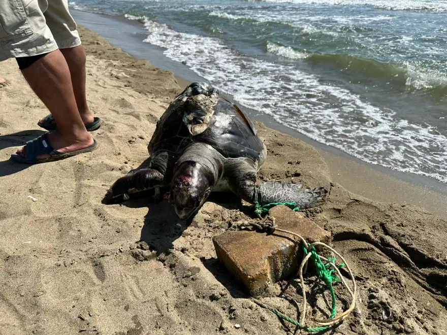 Bir haftada ikinci olay. Parke taşı bağlanan deniz kaplumbağası ölü bulundu 