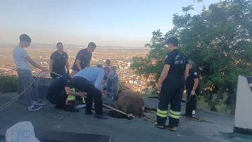 Afyonkarahisar'da bir evin çatısında sıkışan ineği itfaiye kurtardı