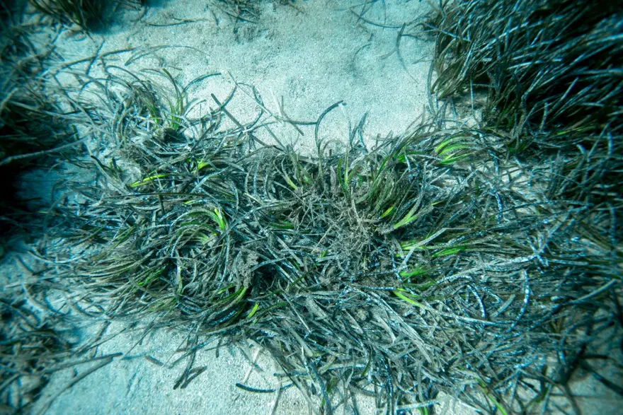 Bodrum açıklarında 40 metre derinliğe uzanan kesintisiz deniz çayırı kuşağı belirlendi 1