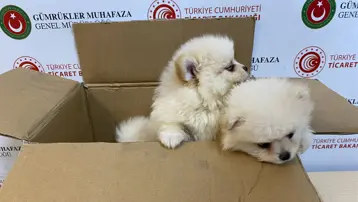 Piyasa değerleri tam 472 bin lira! Kapıkule'de yakalandılar