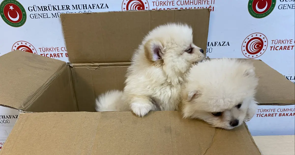 Piyasa değerleri tam 472 bin lira! Kapıkule'de yakalandılar
