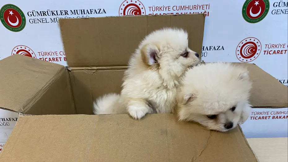 Piyasa değerleri tam 472 bin lira! Kapıkule'de yakalandılar