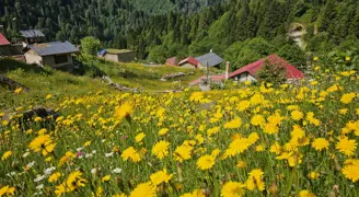 Kaçkar Dağları sarıya boyandı