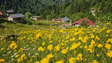 Kaçkar Dağları sarıya boyandı. Yayla sezonu açıldı