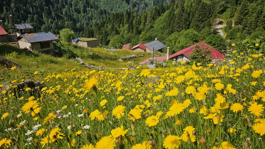 Kaçkar Dağları sarıya boyandı. Yayla sezonu açıldı