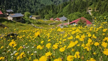 Kaçkar Dağları sarıya boyandı. Yayla sezonu açıldı