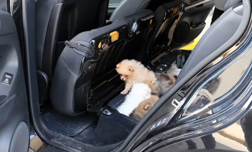 Yavru Pomeranian köpekleri koltuğun altından çıktı Yavru Pomeranian köpekleri koltuğun altından çıktı